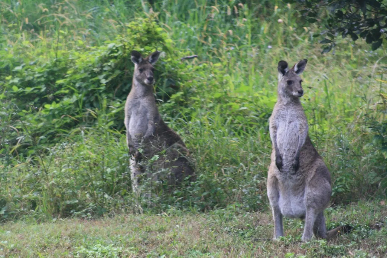 Noosa Hinterland Spectacular Boutique Guesthouse Cooran Guest house